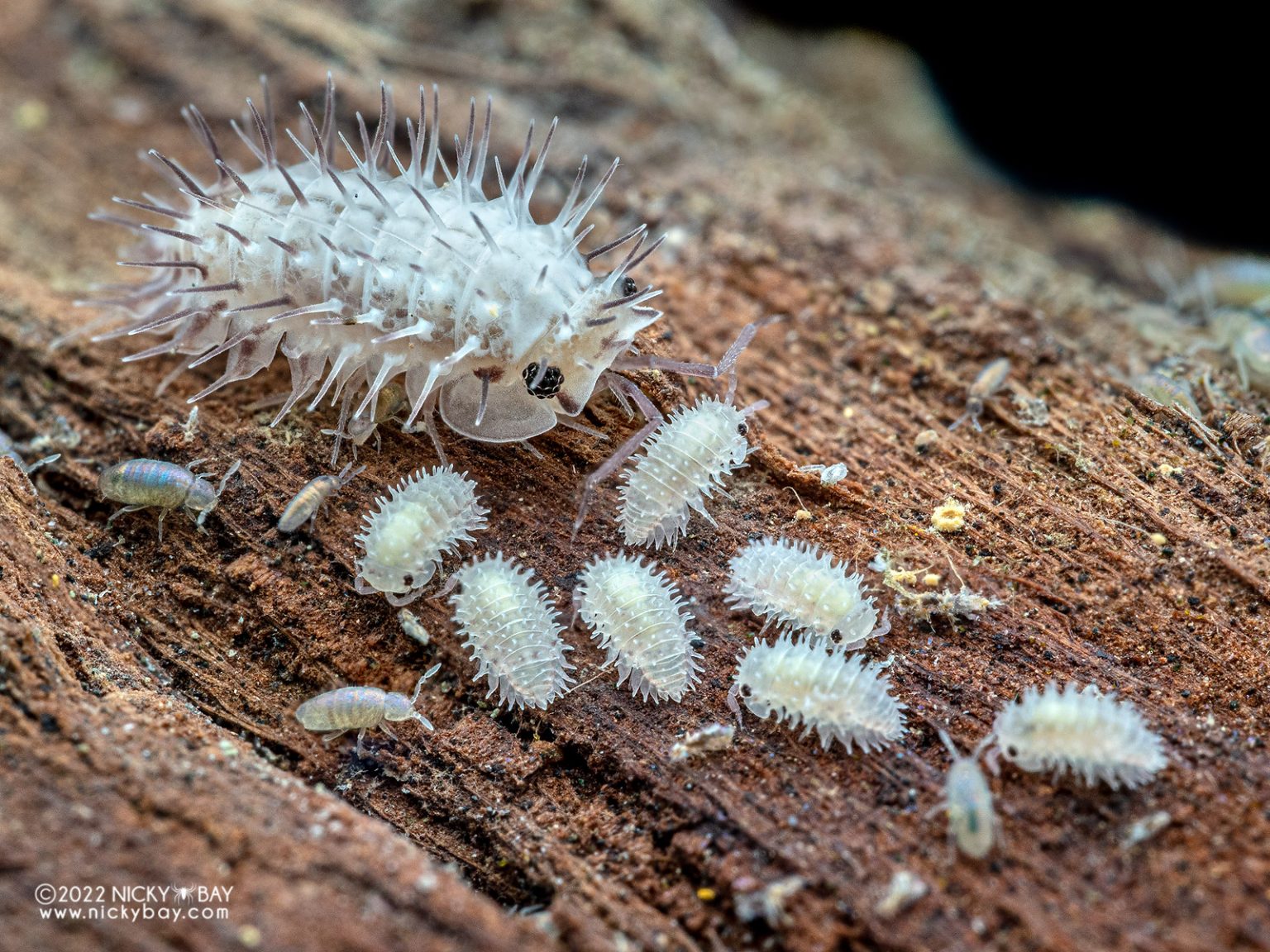Isopod Site