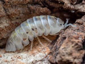 Armadillidium vulgare