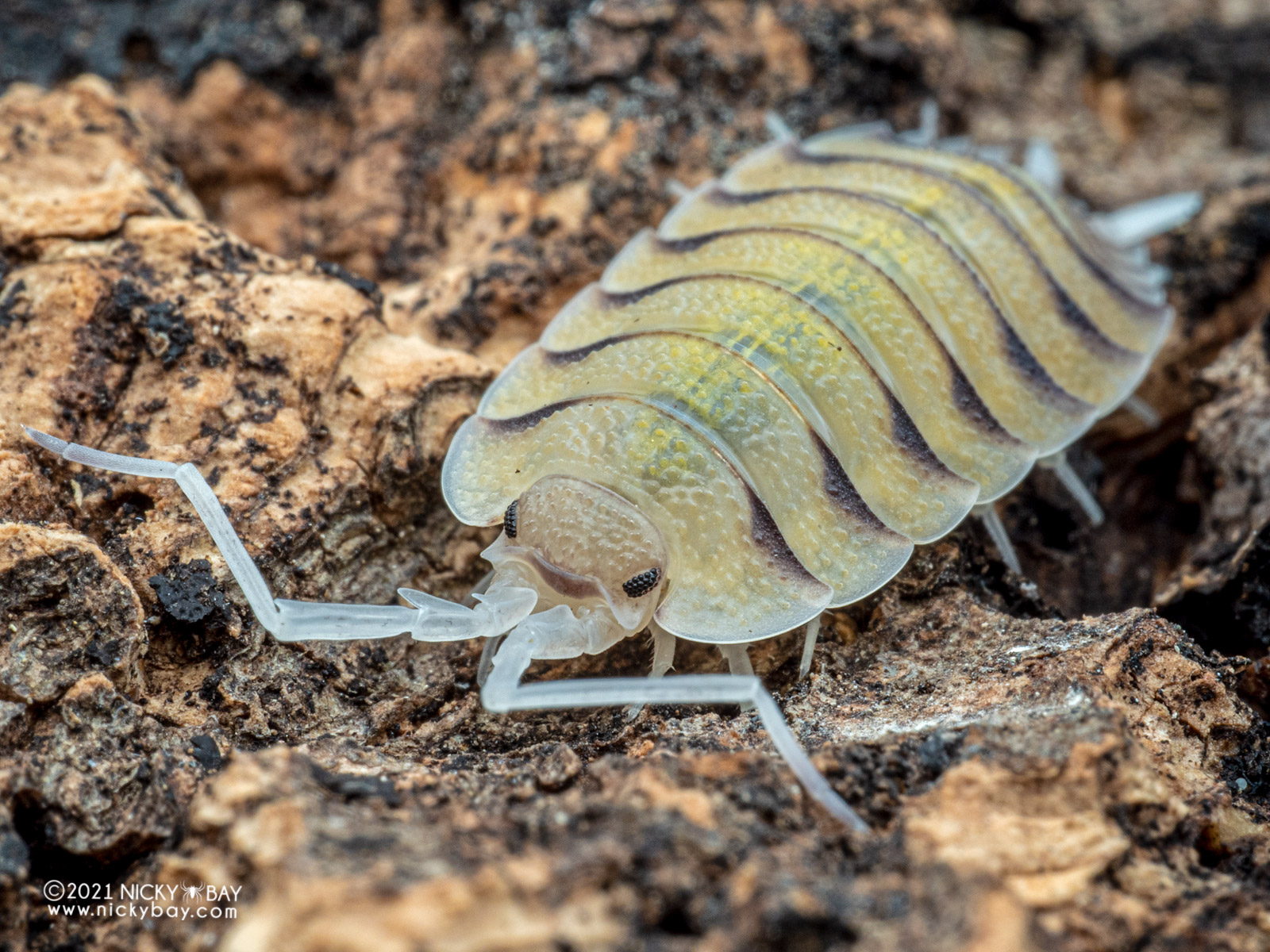 Porcellio bolivari