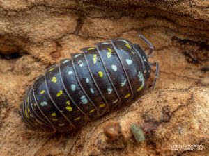 Armadillidium frontetriangulum