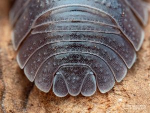 Armadillidium pallasii