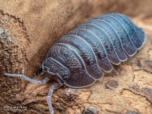 Armadillidium pallasii