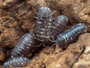 Armadillidium corcyraeum