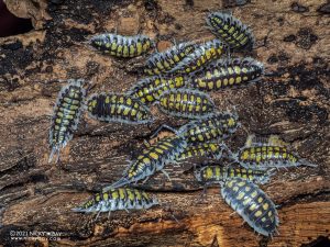 Porcellio haasi