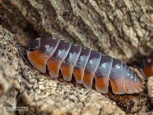 Armadillidium klugii