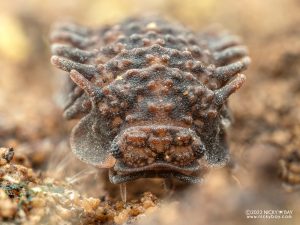 Armadillidae sp. - Choco Drizzle Guadeloupe