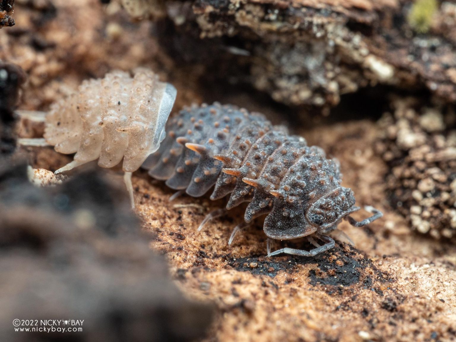 Armadillidae gen. sp. Choco Drizzle shedding its posterior half
