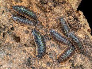 Porcellionidae - Porcellio duboscqui troglophila