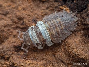 Porcellionidae - Porcellio sp. Spiky Canare