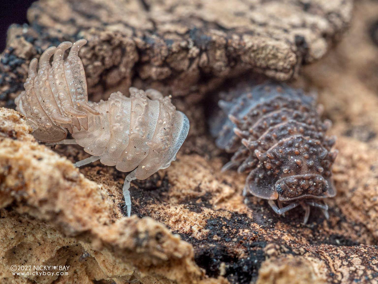 Armadillidae gen. sp. 
