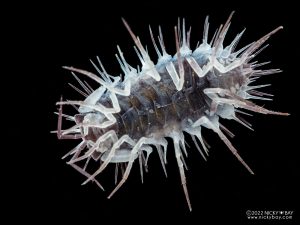 Armadillidae - Laureola sp. White Skull Spiky