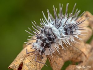 Armadillidae - Laureola sp. White Skull Spiky