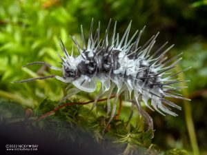 Armadillidae - Laureola sp. White Skull Spiky