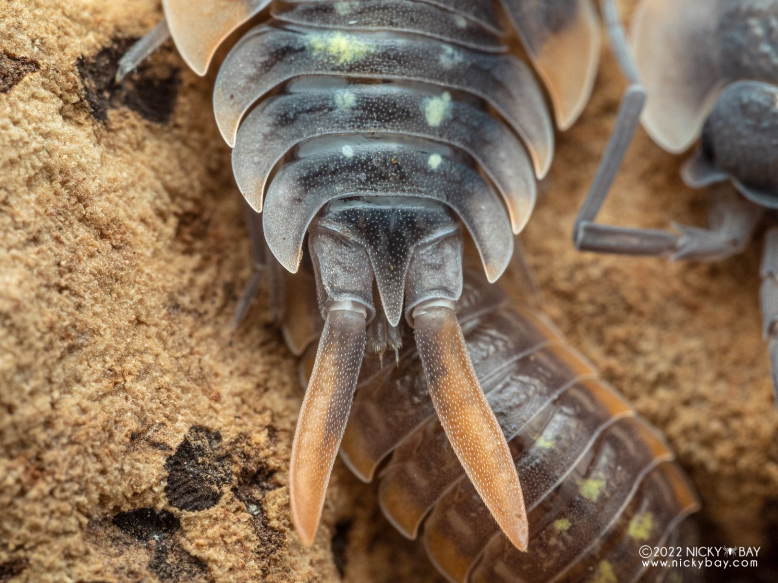 Long, slender uropods of a male Porcellio duboscqui troglophila