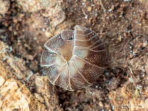 Armadillidiidae - Eluma caelata