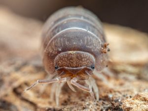 Armadillidiidae - Eluma caelata