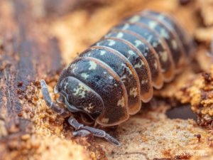 Armadillidiidae - Armadillidium pulchellum