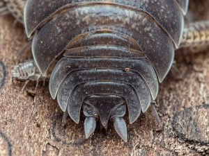 Porcellionidae - Porcellio obsoletus Split