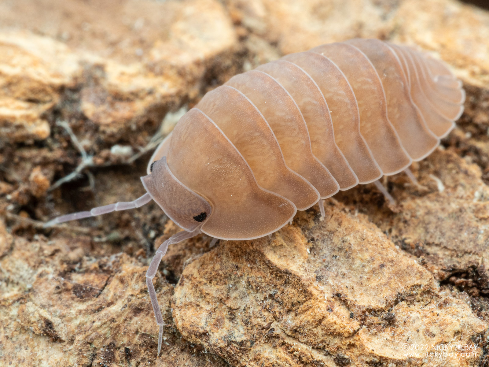 Armadillidae - Cubaris sp. Salmon Orange