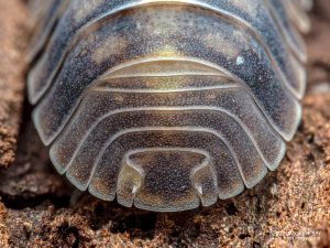 Armadillidae - Cubaris sp. Green Laser