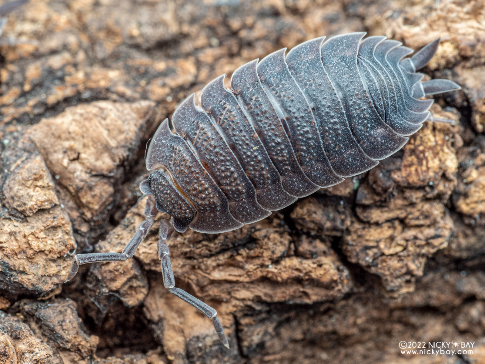 Porcellionidae - Porcellio scaber