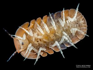 Armadillidae - Cubaris sp. Amber Ducky