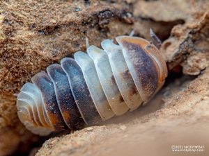 Armadillidae - Cubaris sp. White Shark