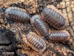 Armadillidae - Cubaris sp. Hong Tiger