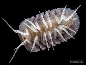 Armadillidae - Cubaris sp. Blue Pigeon