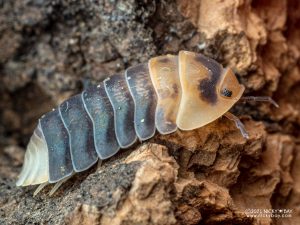 Armadillidae - Cubaris sp. Emperor Bee