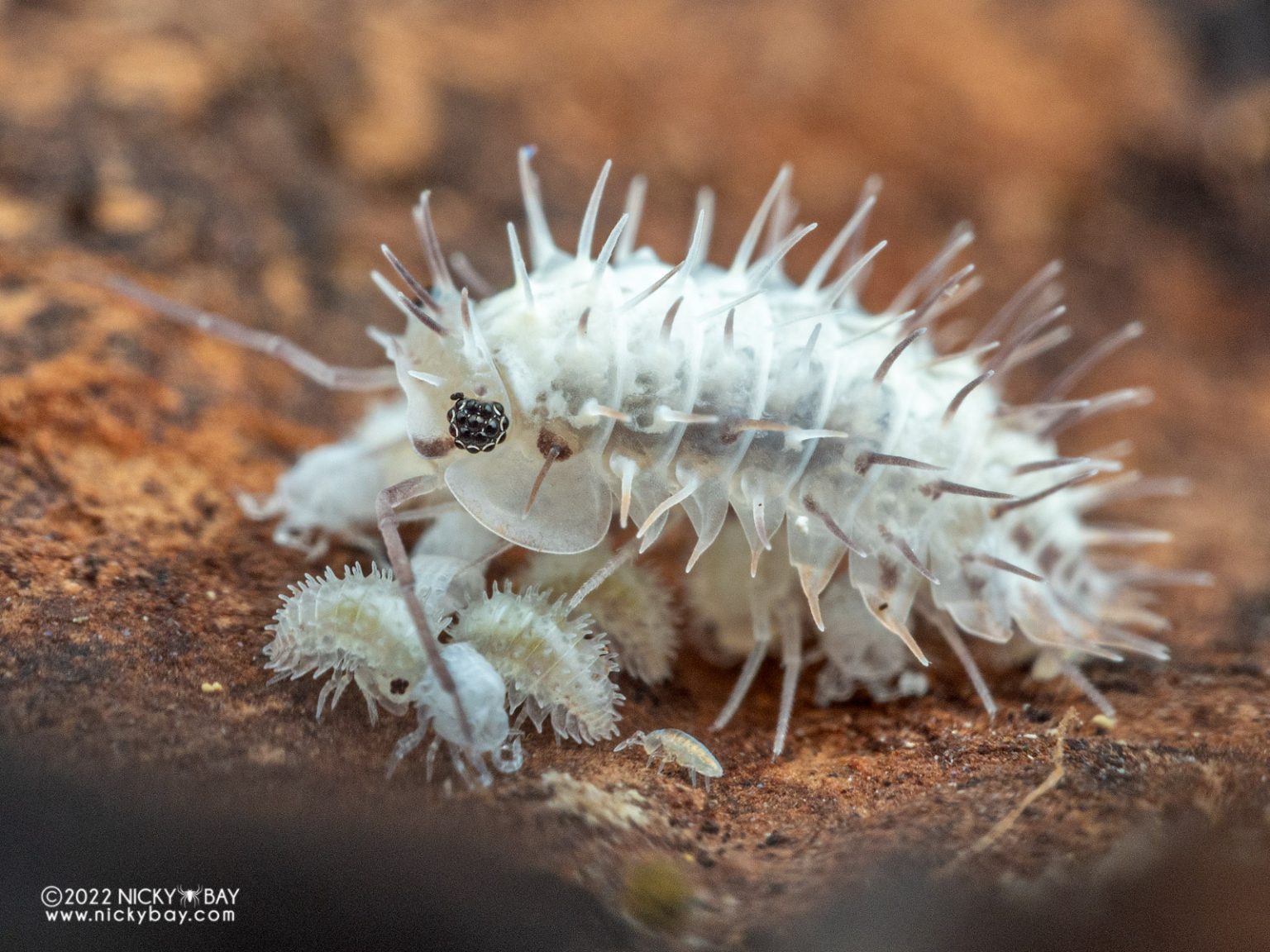 Laureola sp. Ivory Spiky with freshly released mancae in midst of their initial moult