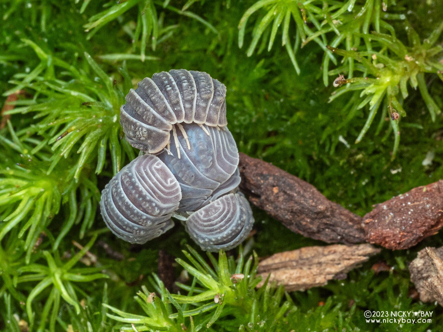 A female Armadillo tuberculatus being mounted by 3 males simultaneously