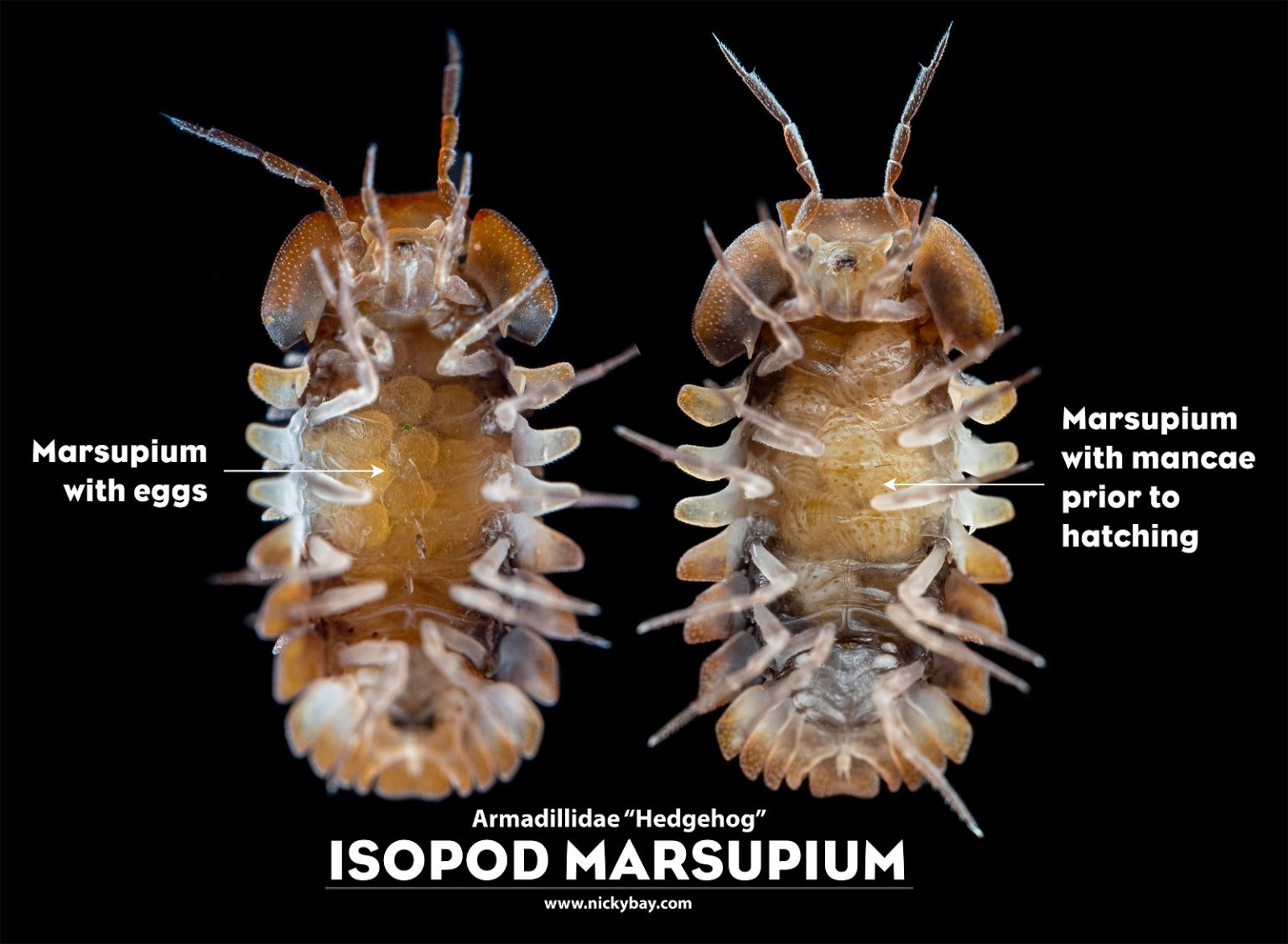 Different stages of development under the marsupium of Armadillidae gen. sp. Hedgehog
