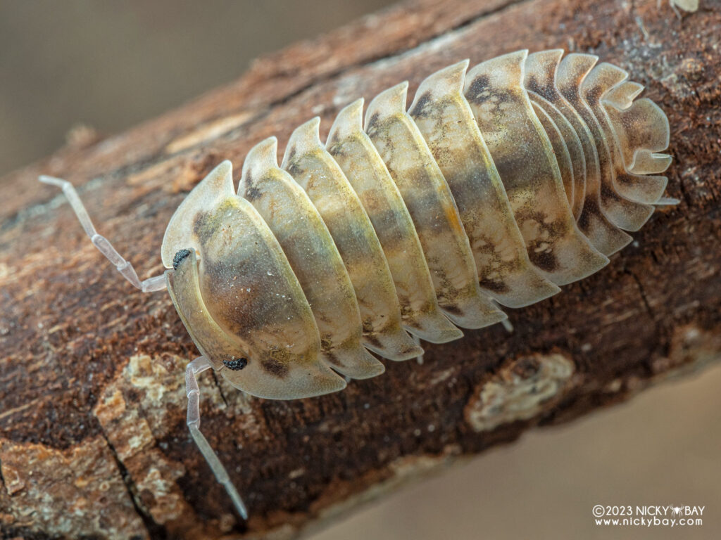 Armadillidae gen. sp. “Cave Tiger” - Isopod Site
