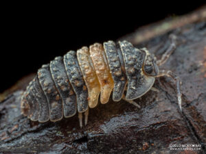 Scleropactidae - Adinda sp. Gold Striped Gator