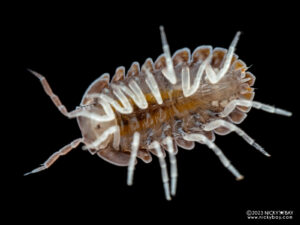 Armadillidae sp. Mulu Mini