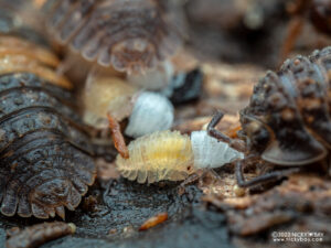 Scleropactidae - Adinda sp. Gold Striped Gator