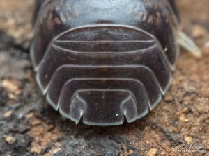 Armadillidae sp. - Platinum Ducky