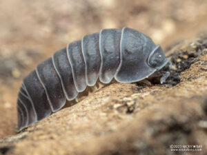 Armadillidae sp. - Big Blue