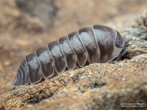 Armadillidae sp. - Platinum Ducky