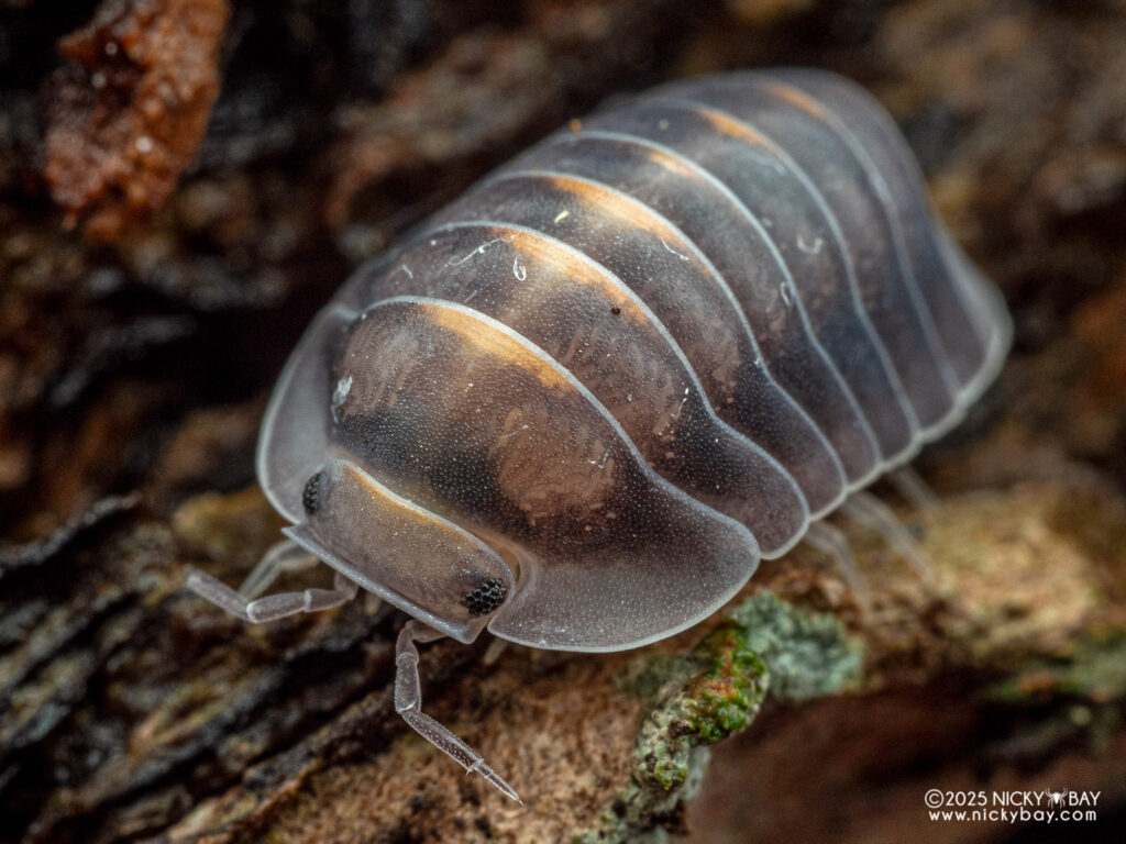 Armadillidae - Cubaris sp. Blue Whale