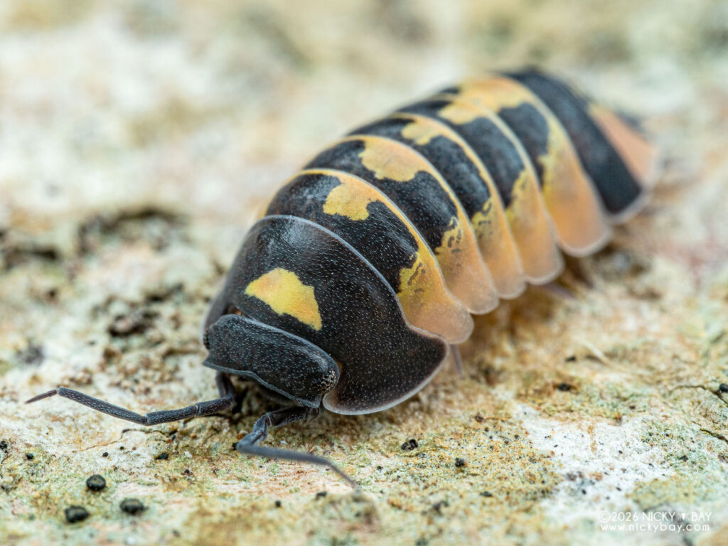 Ardentiella sp. “Red Diablo” - Isopod Site